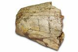 Fossil Hadrosaur (Edmontosaurus) Scapula Section - Wyoming #378029-3